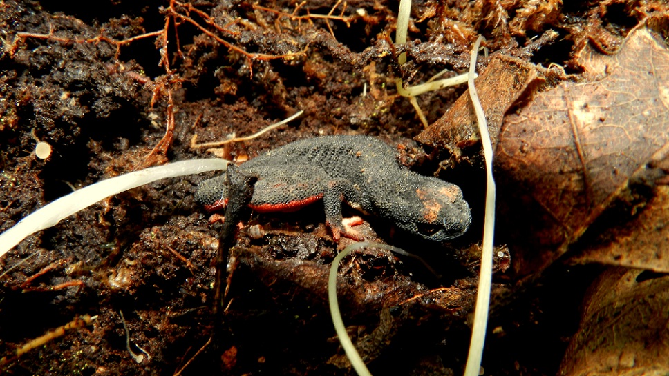 Salamandrine Molisane